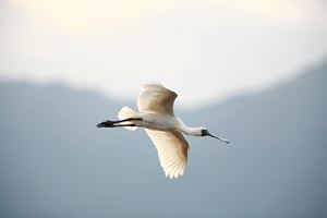 Black-faced spoonbill